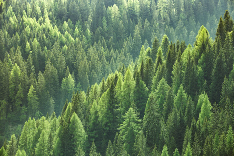 Commercial Use of GTC Analytics’ IoT Solution for Woody BioMass Burial
